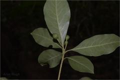 Pittosporum neelgherrense